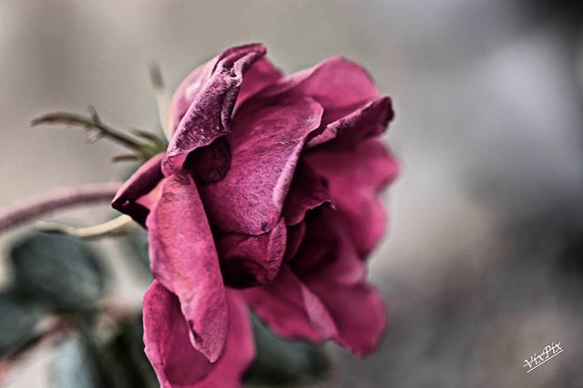 #petals_perfection #roseoftheday #roses🌹 #flowersofinstagram #instaflowerlovers #thebeautyofnature #thegameoftones #theimaged #flowerpower #ig_macro_clicks #photooftheday #capture_today #focus #followforfollowback #canoneos200dphotography #like4likes #awesomepic