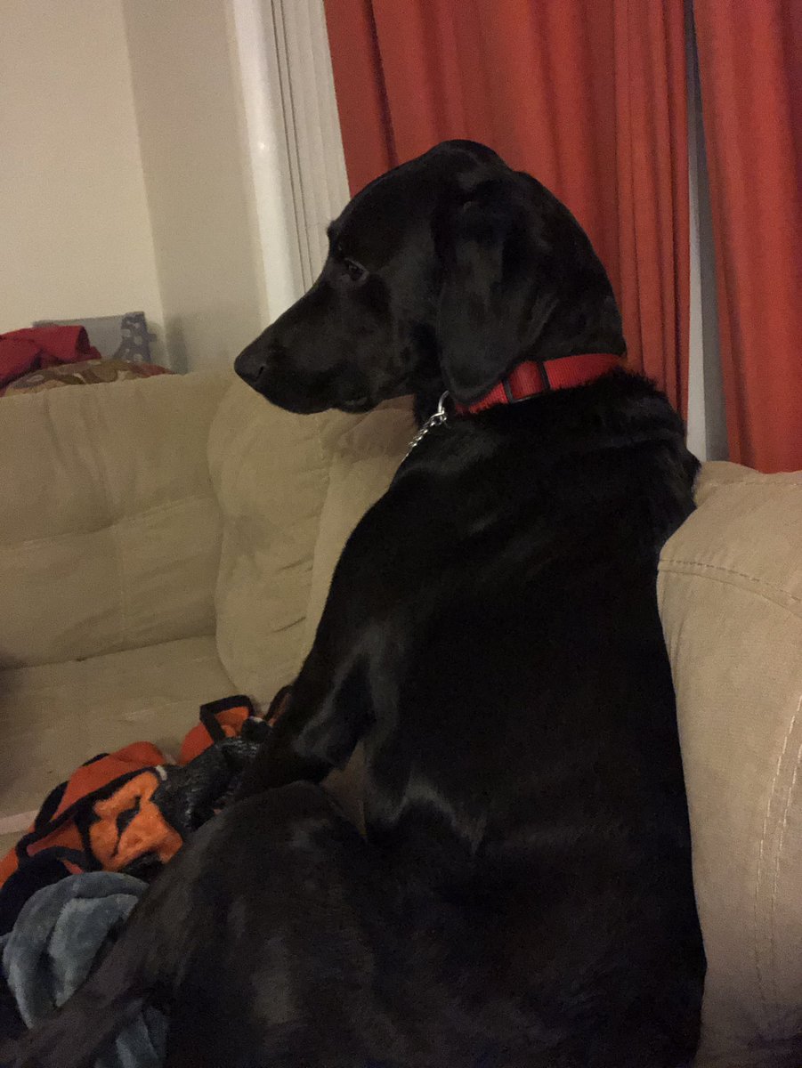 SamForkinator's tweet photo. Listen I’ve never loved another animal in my life as much as I love my Ollie boy https://t.co/I0OO3D0jV6