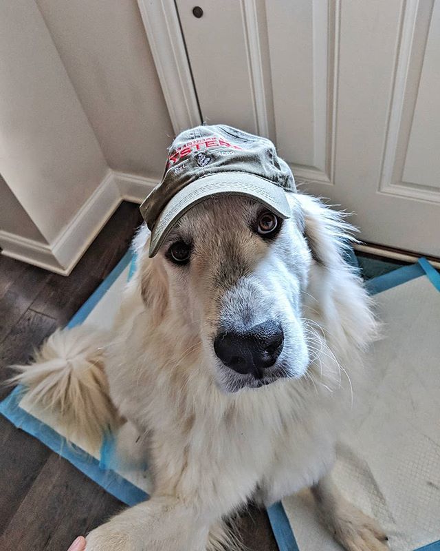 PaperFreckles's tweet image. This feed is slowly becoming the "Beau Show" but that's fine by me. 
Yes, those are pee pads. He's on some meds right now that make him have to pee exactly 4,358 times a day and he has an accident from time to time. 
Just kidding. They're for me. .
.
.
.… bit.ly/2SmqoYR