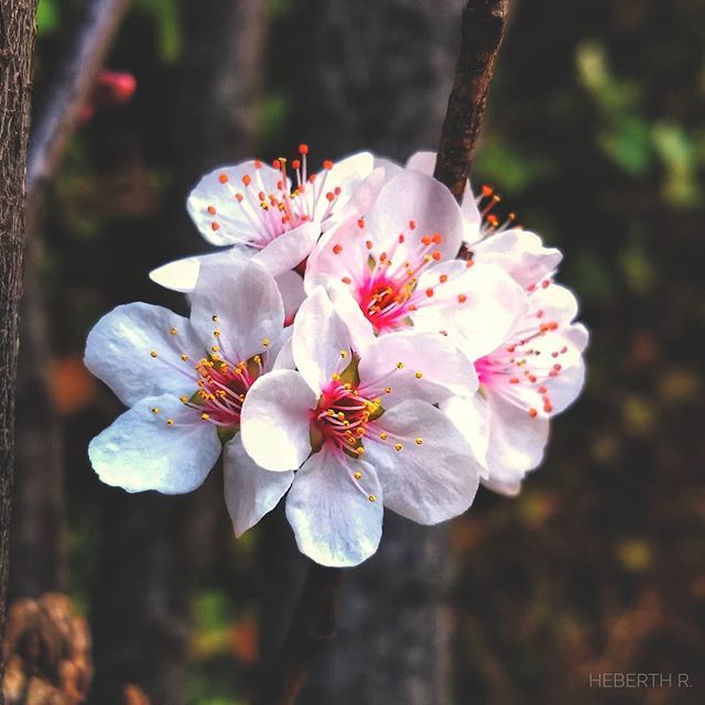 And so the spring buds burst, and so I gaze,
And so the blossoms fall, and so my days ...
-Onitsura
#cherryblossom #sakura #SpringInWinter #haiku #transience http://bit.ly/2Gk8fok