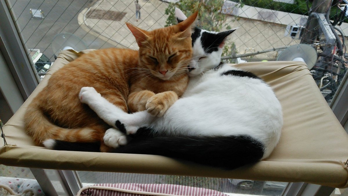 komanekocafe's tweet photo. 本日夕方、小さなビッグゲスト❗😻
駒猫卒業生の茶トラの南海ちゃん(現こまちちゃん)が駒猫に遊びに来てくれるようです❗😻
みんにゃのアイドル的存在だった南海ちゃん、ど���な女の子に成長しているか楽しみです😻

お時間合う方は是非ご来店お待ちしておりますー💖✨ https://t.co/bUDwJqmpHe