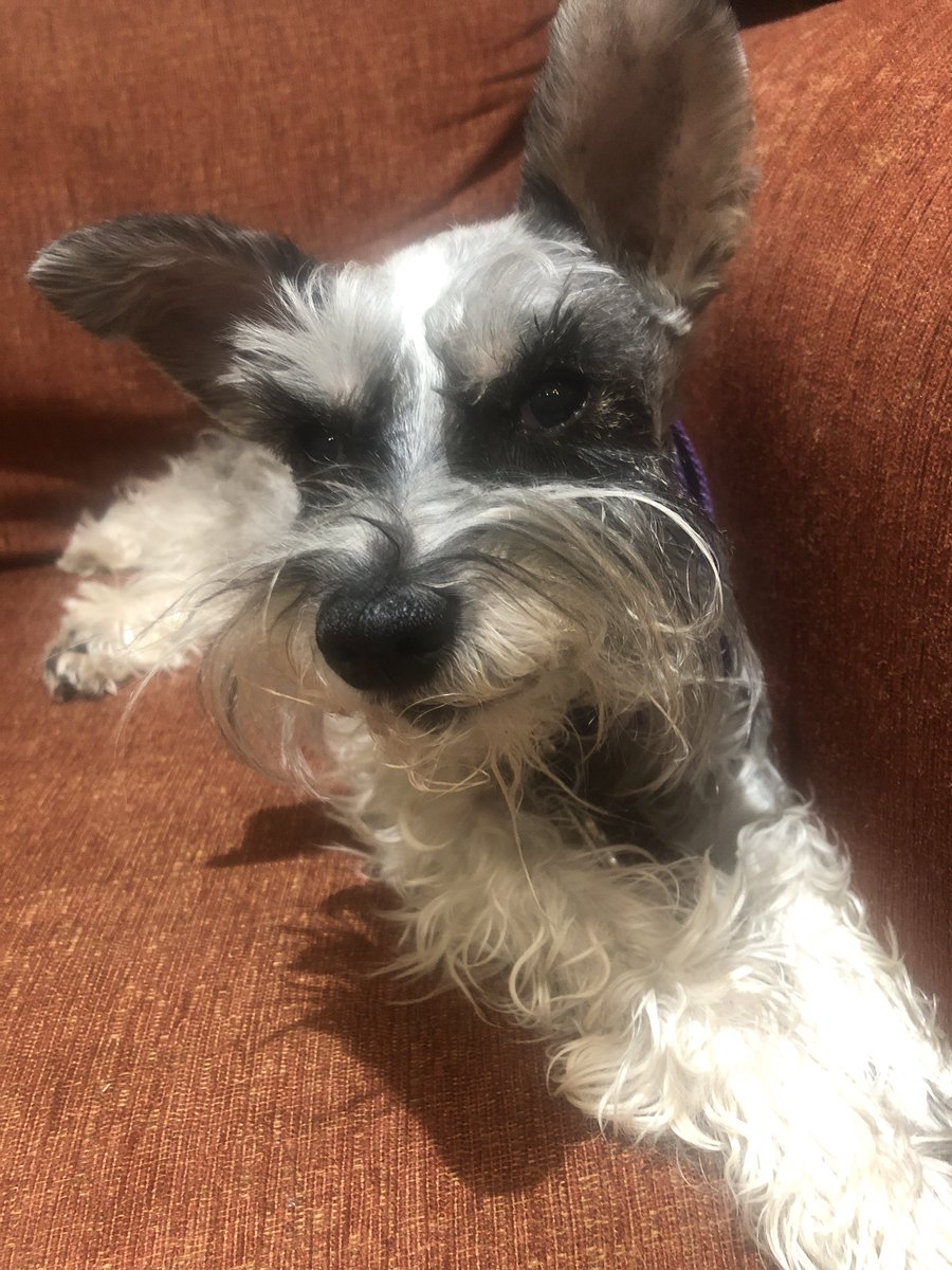 pgwhitley's tweet photo. @BarneyRescue Hello Barney! I’m Heidi, from Lubbock Texas, home of Buddy Holly! https://t.co/ljpqSSPOu9