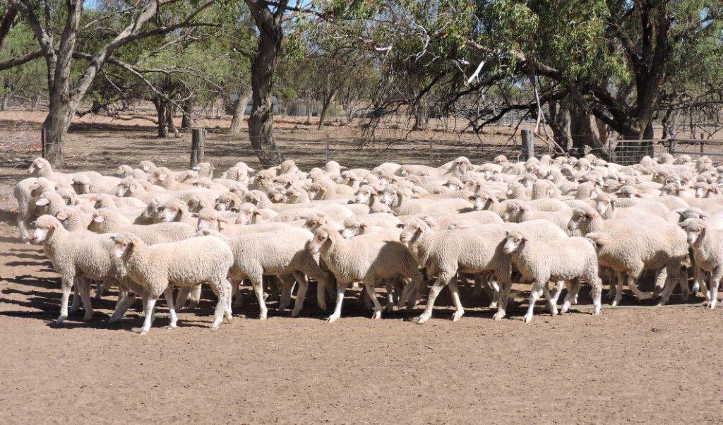 NealJosephElli2's tweet photo. Landmark Cunnamulla will offer 3 lots of sheep including Wether Lambs on A+ This Tues 22/02/19 Go into A+ Website to view lots, Contact 0427773868 for further info. https://t.co/OfoM2JJosT
