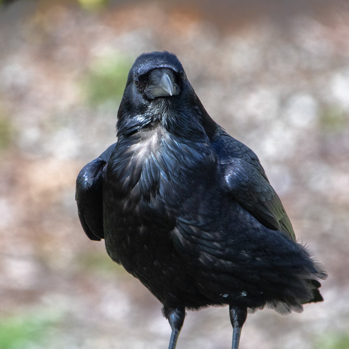 clivebeavis's tweet photo. "But the Raven still beguiling all my fancy into smiling"  - Edgar Allan Poe

#wildlifephotography
#wildlife
#nature
#naturelovers #bird #birds #birdsofinstagram #raven #theraven #hmb #visithmb https://t.co/BdxVjEcjf6