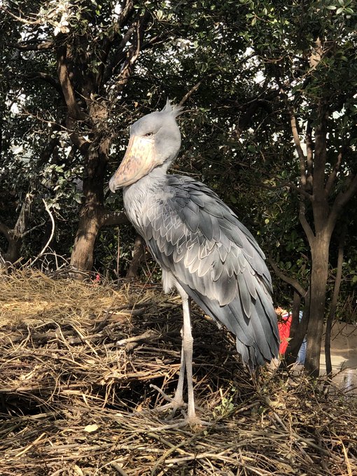 イケメンハシビロコウ 