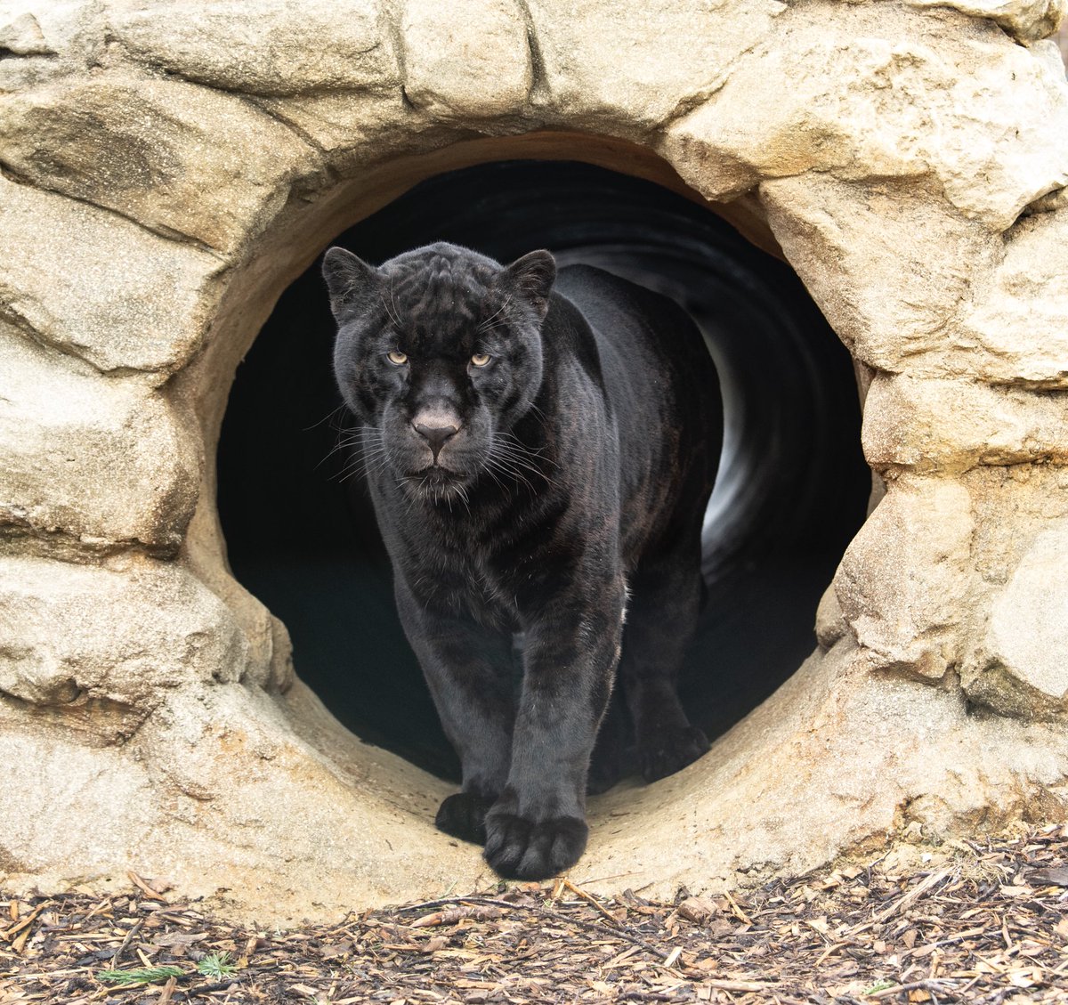 almazleaper's tweet photo. Neron #BlackJaguar  Amazing markings, handsome boy and incredibly inquisitive. He’s going to be a favourite on #PhotographyWorkshops in-house @TheBigCatSanct fancy a 1-1? Email: photography@thebigcatsanctuary.org https://t.co/jk9JhG4csq