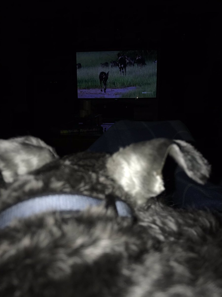 drosete's tweet image. #petswatchingdynasties