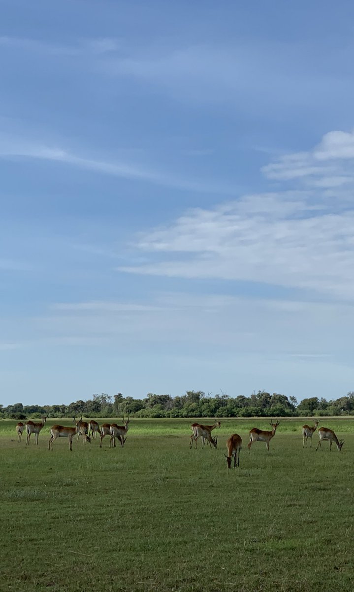 jtasafari's tweet photo. #Botswana, you were amazing!! #OkavangoDelta, you showed me some amazing #wildlife viewing. Can’t wait to share more of you. Now in Johannesburg waiting to get to #MalaMala and @SabiSabiReserve. 

Red Lechwe, found around the delta. https://t.co/RXyDiweOSl