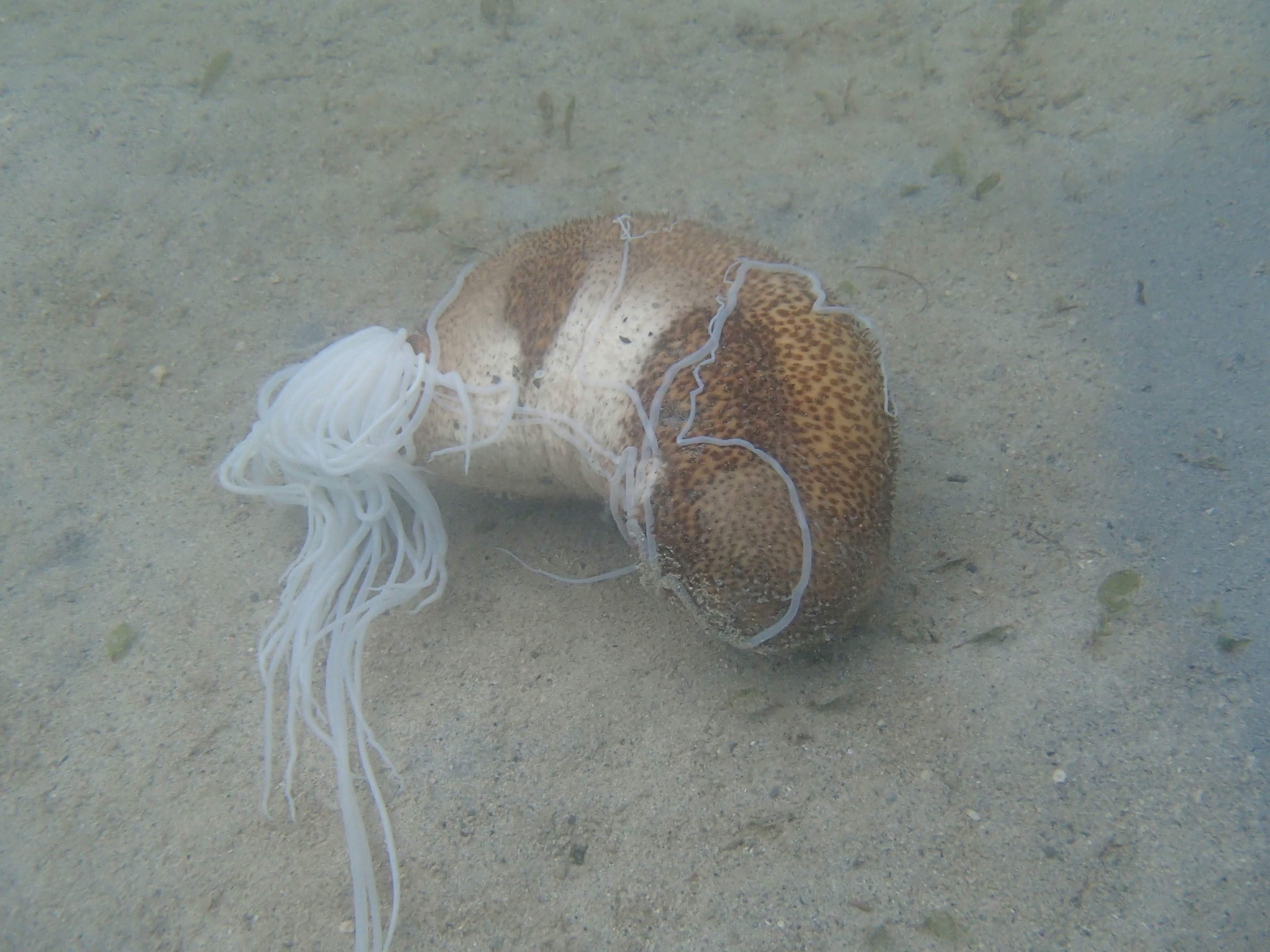 たなっちょ（Hayate TANAKA） ゆるふわ生物学 on Twitter 