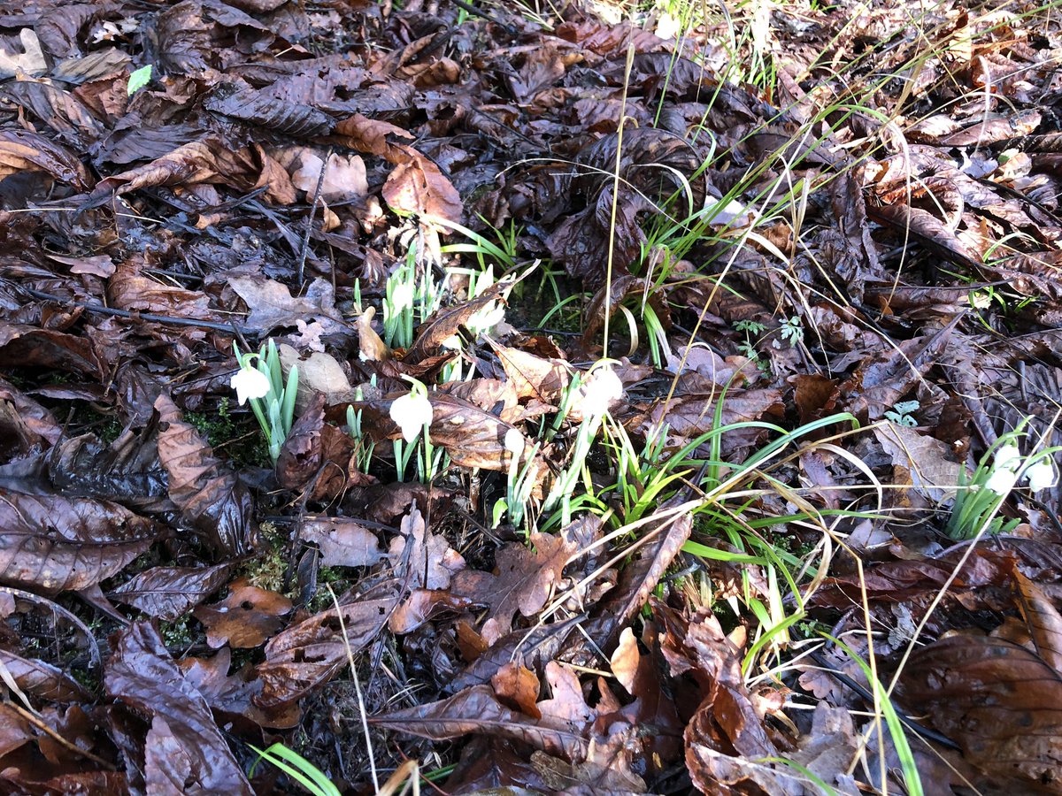 Our first snow drops emerging. But can you find them? Get exploring our wood, we’re open to the public everyday and have <a href="/hive_cafe/">TheHiveCafe</a> open in Sundays. #freeparking #thingstodoinLincoln Directly off the A46 (Newark-bound)