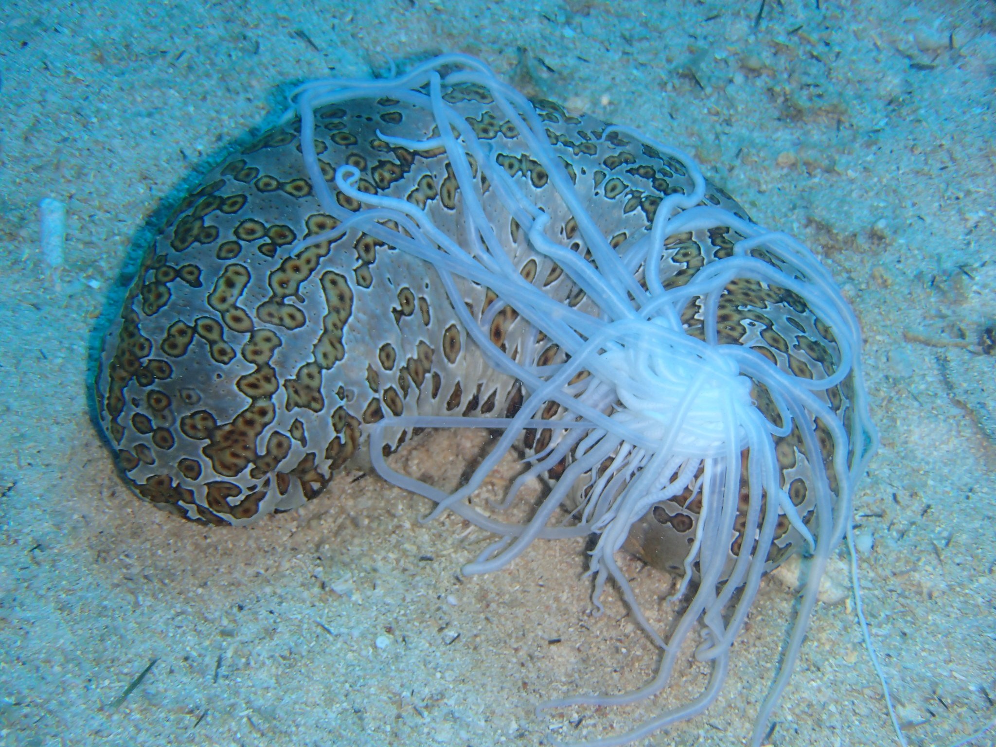海と骨 海でナマコをつかむと 肛門から大量に糸のようなものを出すことがあります これはキュビエ器官とよばれ ナマコ が外敵から身を守るために放出する内臓の一部です T Co Dypid4df0t Twitter