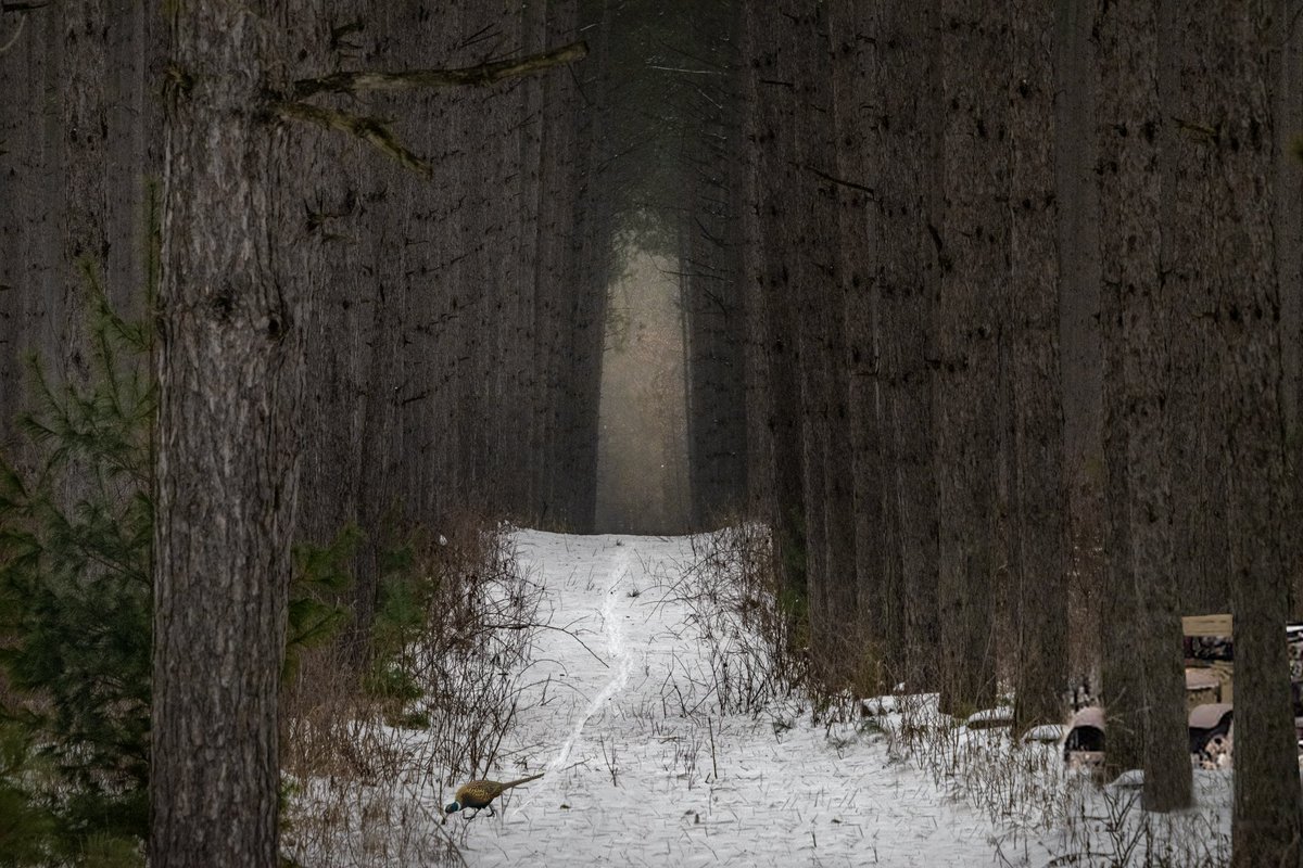 mnaussie2's tweet image. Cathedral To The Past

 Living in east central Minnesota, I take great pleasure in the stands of majestic pines that dot the countryside and often surprise a visitor with a relic from the past or wild life seeking to eek out a living during the snow months. #GrandyMN #snowtable