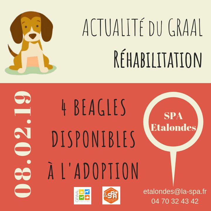 [ACTUS REHABILITATION] 4 chiens à l'adoption à La SPA- refuge d'ETALONDES

4 adorables beagles, un peu timides et avec toute à apprendre de la vie sont en attente d'adoption au Refuge d'Etalondes. En parfaite santé, ces derniers ont été utilisés dans des… bit.ly/2hMLlrT