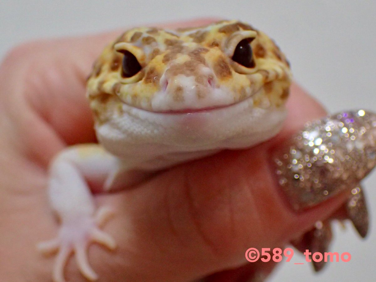 Kohaku にっこり Leopardgecko ヒョウモントカゲモドキ レオパードゲッコー 爬虫類 かわいい いやし