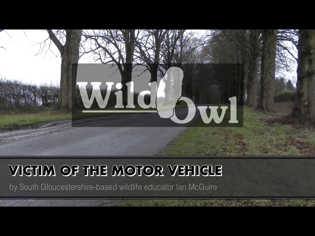 IanwildowlTv's tweet photo. A sad video for a Sunday morning - Victim of a Motor Vehicle 

https://t.co/cdu0o5hDkF https://t.co/v2kVpBWyZW