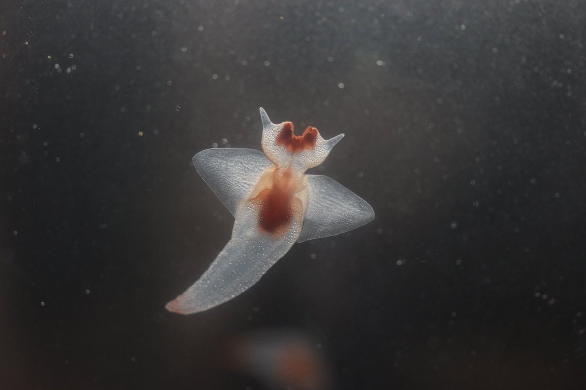 Etiqueta バッカルコーン Al Twitter