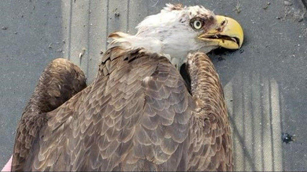 11AliveNews's tweet photo. Georgia deputies, DNR come to aid of fallen eagle https://t.co/YjL0ZhAT1a https://t.co/ct9dfWhDC6