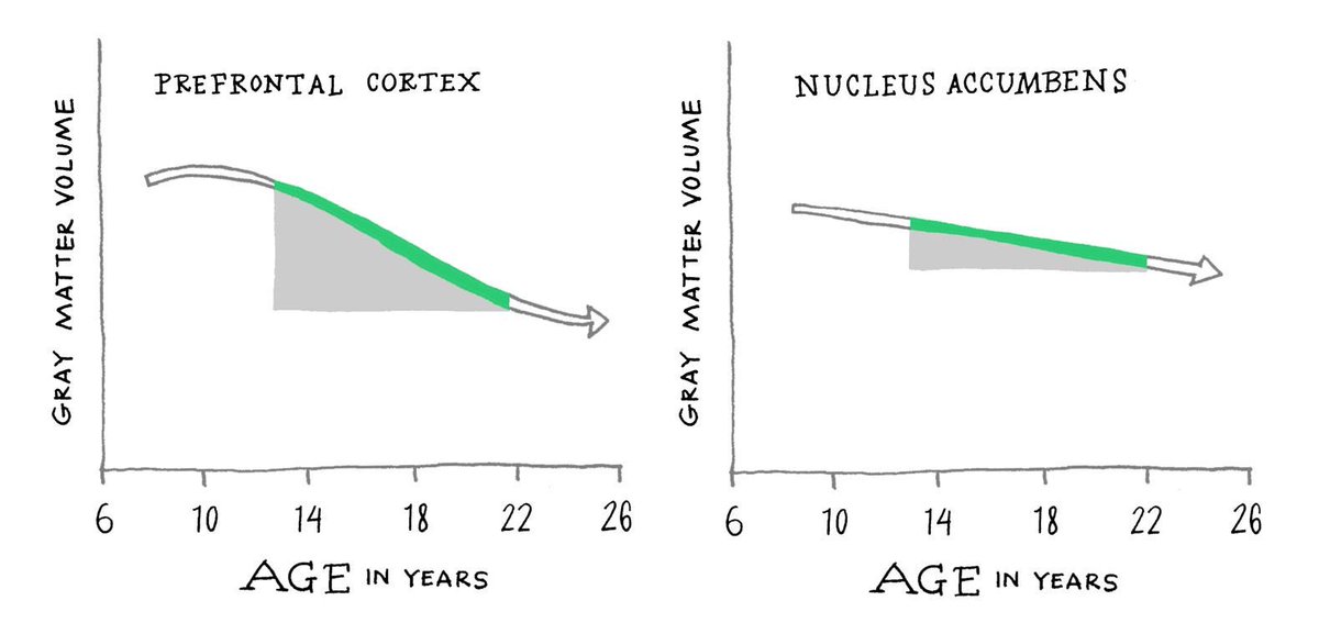 “One major theory of adolescent development is that there is a mismatch between these two systems (...) The limbic system, which gives you the rewarding feeling of taking risks, is structurally more developed before the prefrontal cortex, which stops you from taking risks.”