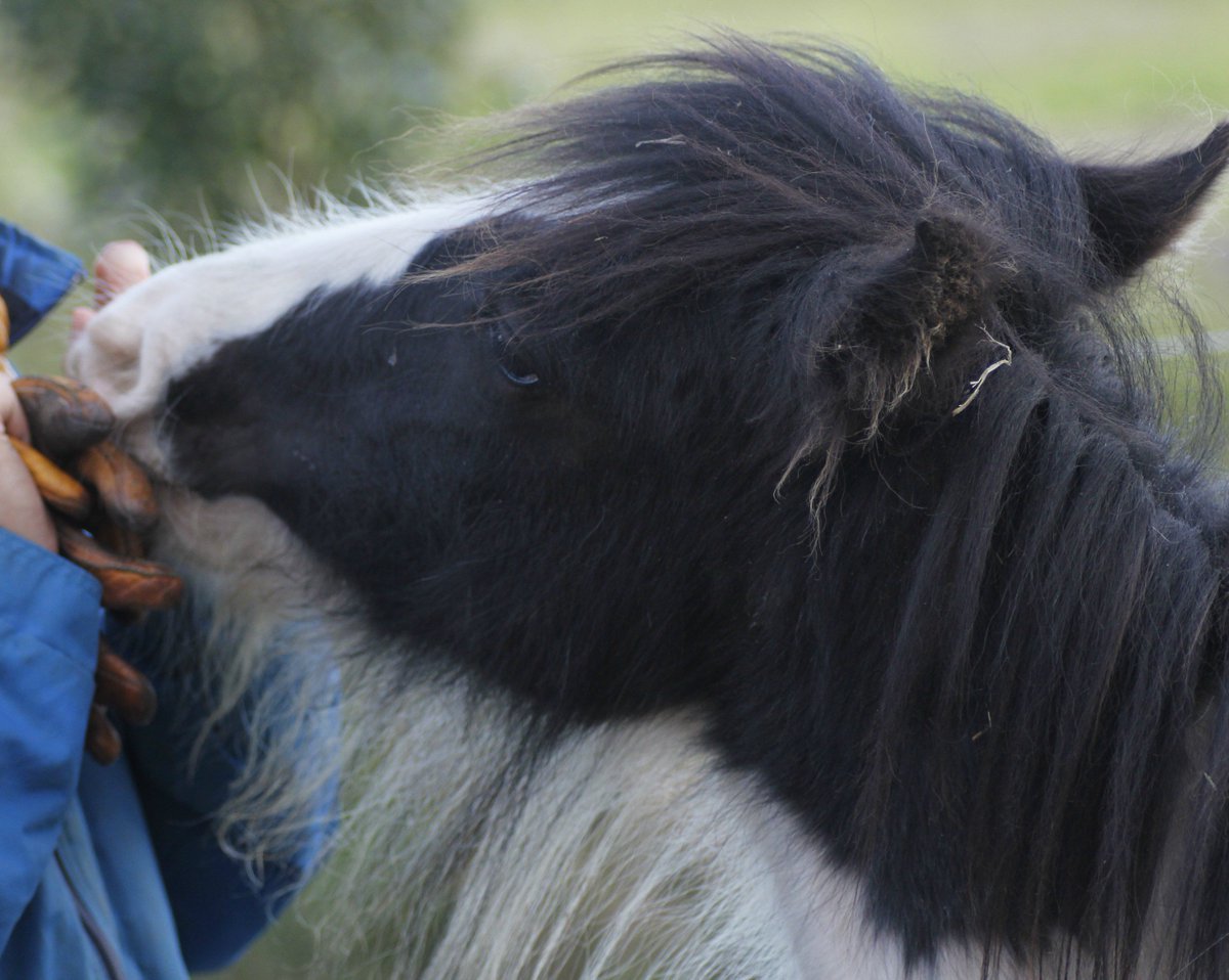 #MakeTheWorldBetterBy understanding that 
"Animals are sentient, intelligent, perceptive, funny and entertaining. We owe them a duty of care as we do to children"
#quoteoftheday Michael Morpurgo