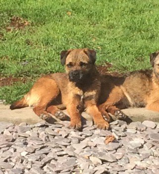 Missing Pets GB tweet media