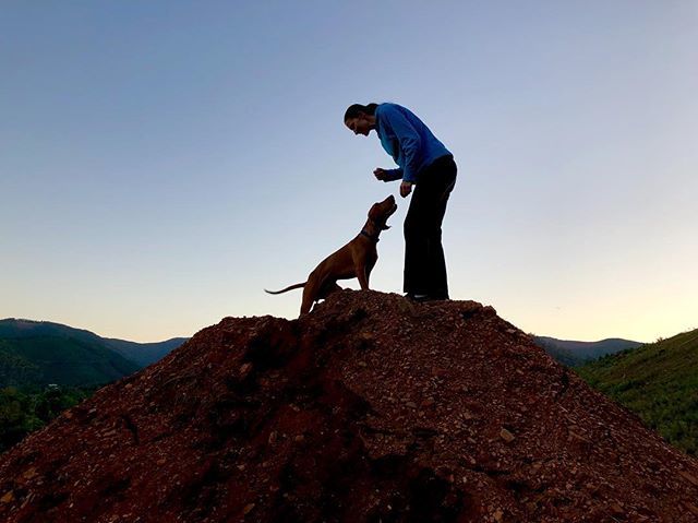 CarleyMckay's tweet photo. Feeling on top of the world with this one. .
#vizsla #vizslasofaustralia #vizslasoftheworld #lovizsla #yourhappyspace #bestmates #petsofbright https://t.co/xiMsW7pdZY