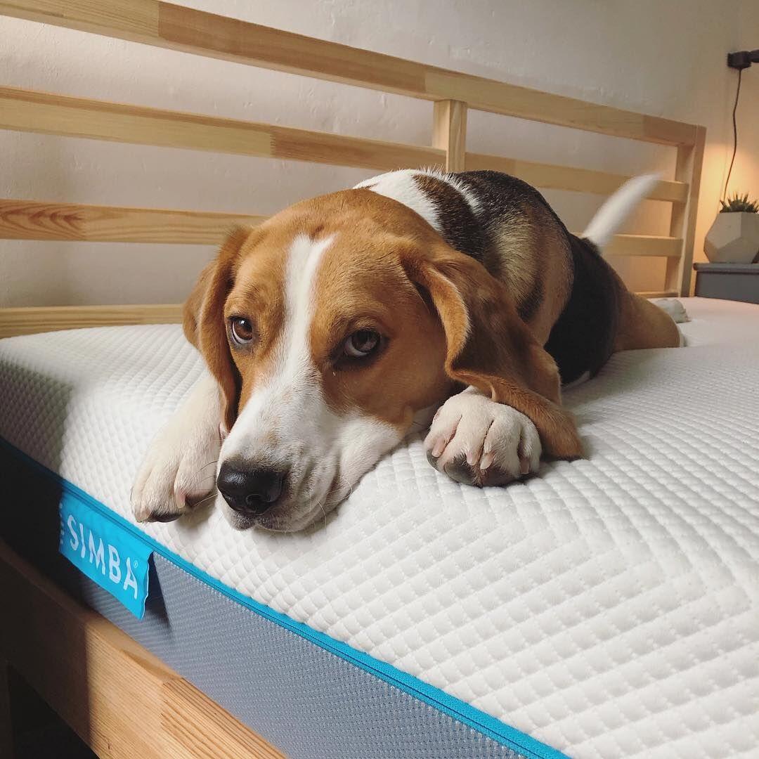 SimbaMatras tweet media