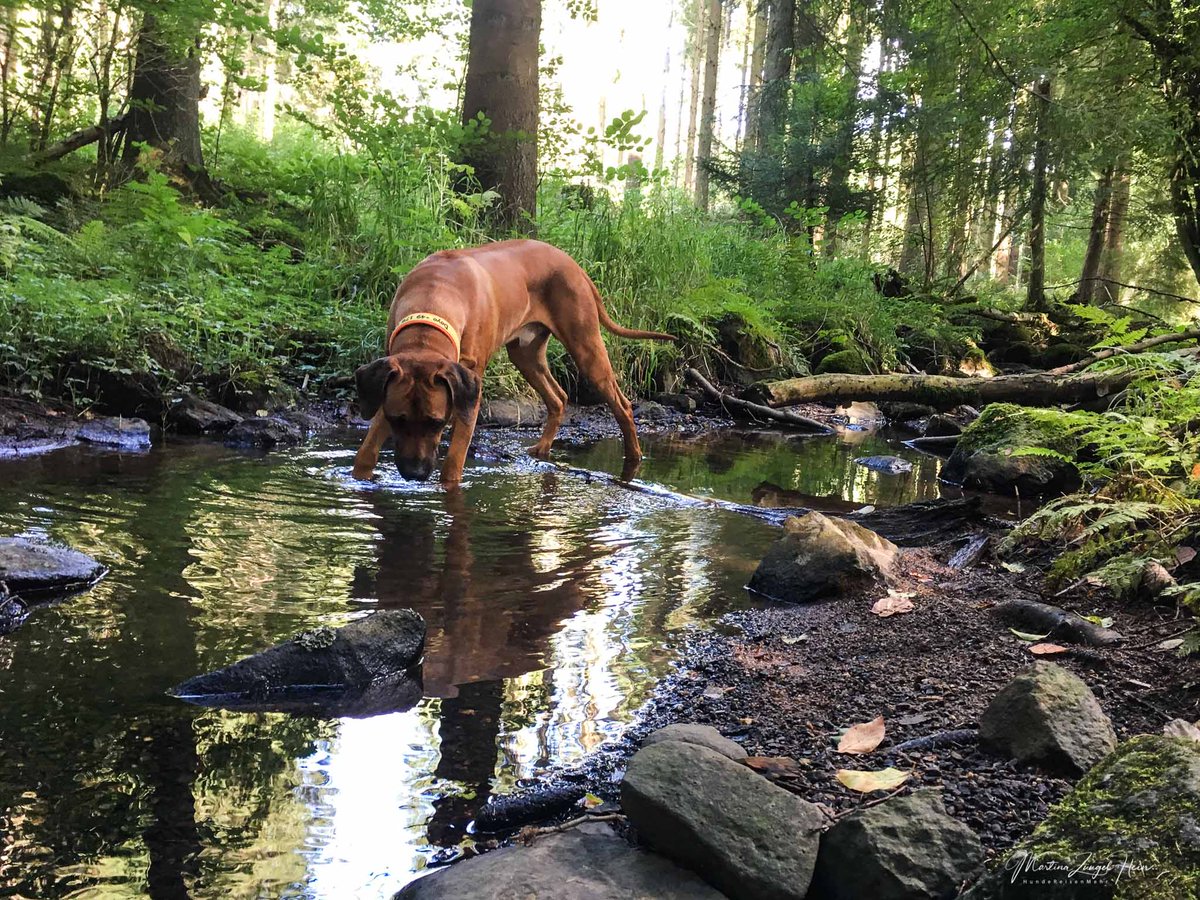 HundeReisenMehr's tweet photo. Frisch gebloggt: Der WesterwaldSteig mit Hund. Unsere Erlebnisse auf Etappe 6 #Westerwaldsteig #Westerwald #WandernmitHund @westerwald_info https://t.co/CNwiWWlOQa https://t.co/zJ9vOmlUEE