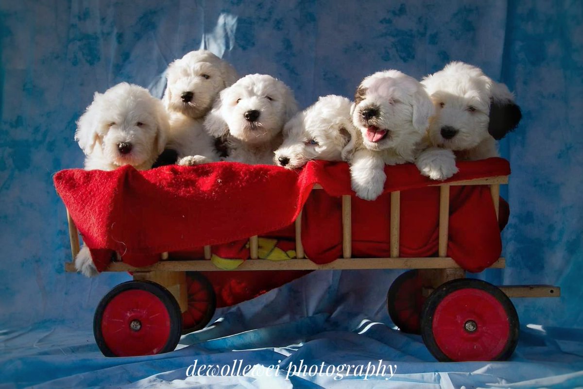 eight years ago Sarah and her zusters
#oldenglishsheepdogs 
#sweetexpressions 
#oldenglishsheepdogpuppies