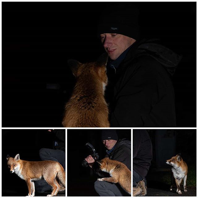 Close Encounter with an Urban City Fox.

#redfox #urban #fox #vixen #bristol #bristolfoxes #igwildlife #countryfile #citywildlife bit.ly/2SJdwLG