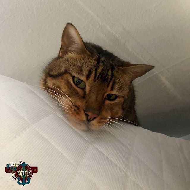 DmReidBlood's tweet image. 9. Pet #fms_pet #fmspad #littlemomentsapp #catsofinstagram #cats_of_instagram #peekaboo bit.ly/2GxAA9W