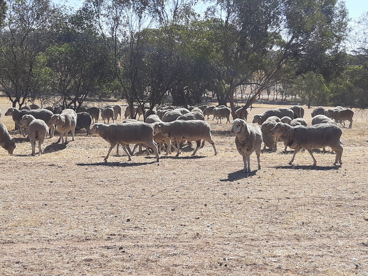soilnutrition's tweet photo. Another lot of wooly girls in lamb arriving on farm. 650 in the last 10 days. That will do. #morewool #morelambs #morework https://t.co/aIPGMoFXps
