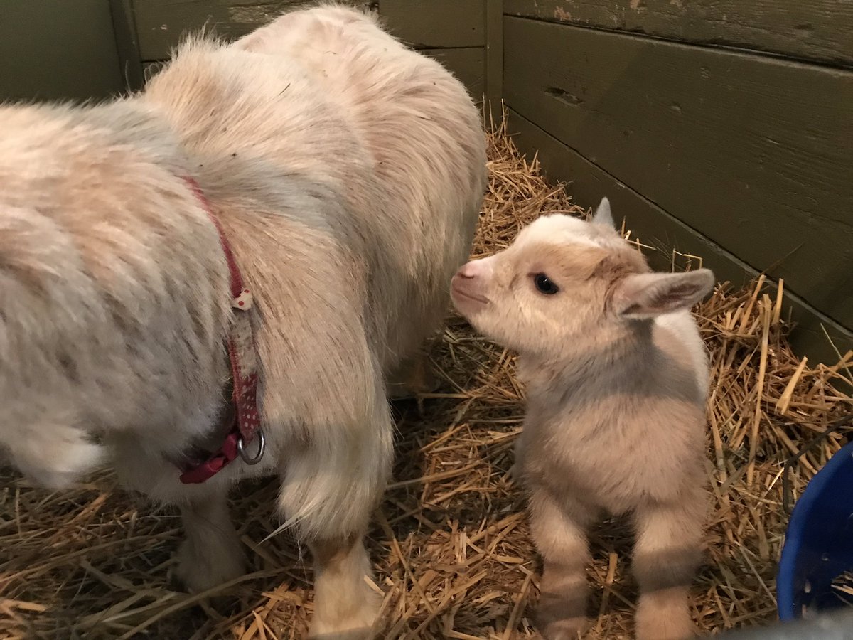 More baby goats born. Reopening Tuesday, come up and give them a cuddle