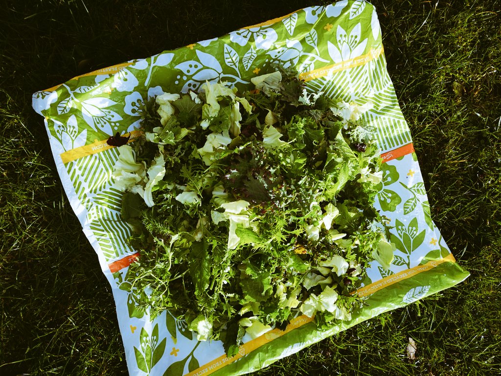 Good morning it is a beautiful day! Fresh salad picked for the restaurant. #OrganicFood  #SundayBrunch #organic garden
