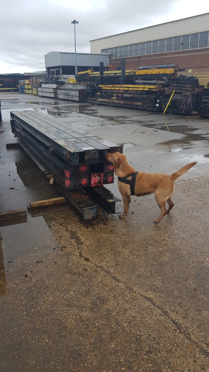 NobleProtection's tweet image. #Explosivedetectiondog #ESTHER morning training session #100%

nobleprotection.com