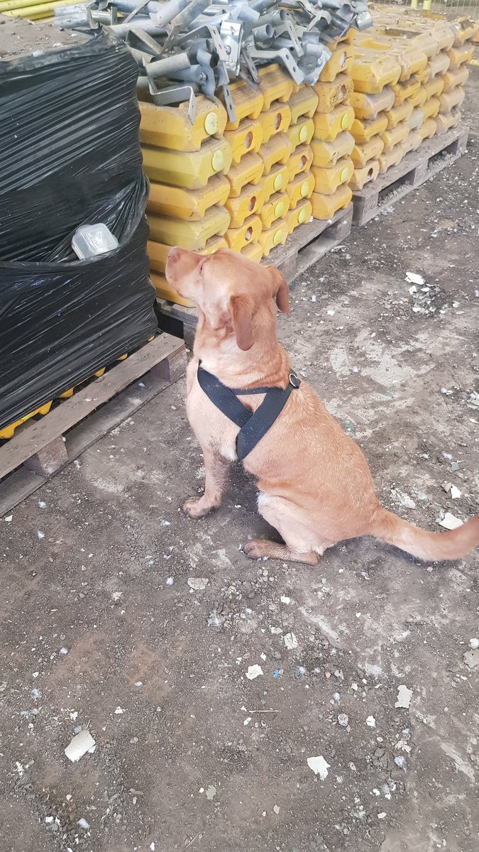 NobleProtection's tweet image. #Explosivedetectiondog #ESTHER morning training session #100%

nobleprotection.com