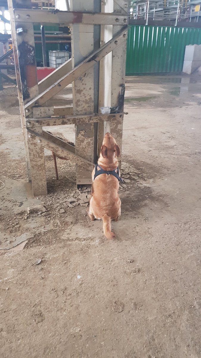 NobleProtection's tweet image. #Explosivedetectiondog #ESTHER morning training session #100%

nobleprotection.com