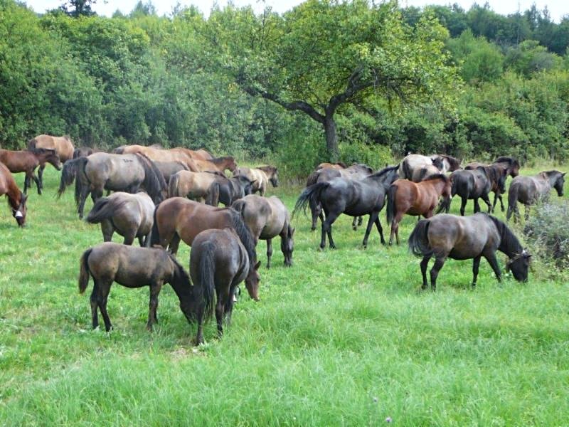 Horse Industry eNews  February 2019 conta.cc/2E1EOVD