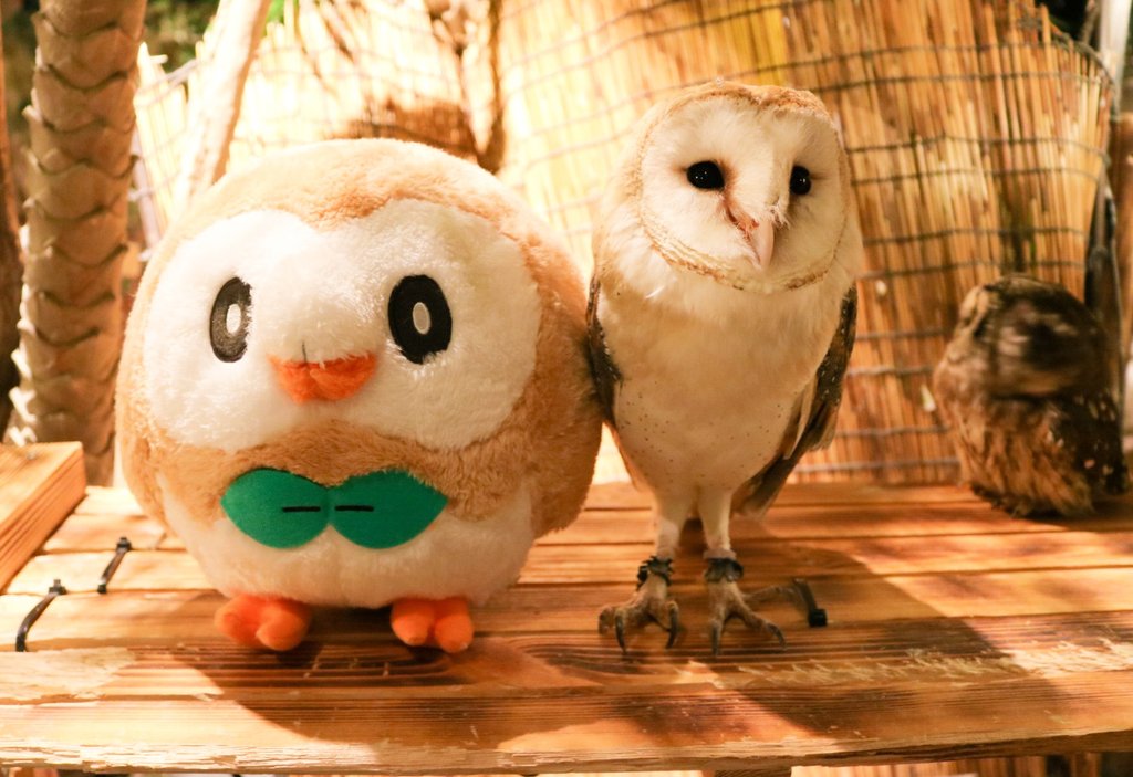 モクローとメンフクロウ Pic Twitter Com Fnyy6llwrv 2019 02 10 那覇市 本島南部 モノレールの水族館 動物園 アウルの森 沖縄国際通り1号店 那覇市 動物園 美ら チュラ タウン沖縄 沖縄の観光 地域情報ポータルサイト