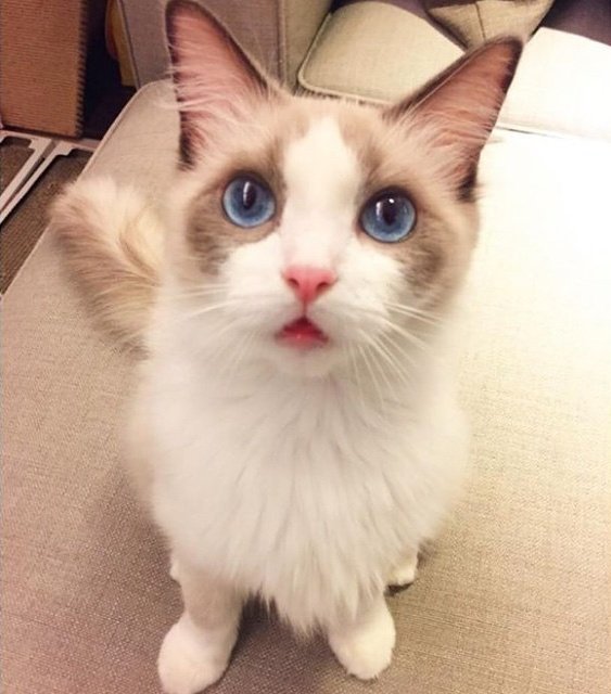 Minhyun the cat tweet media