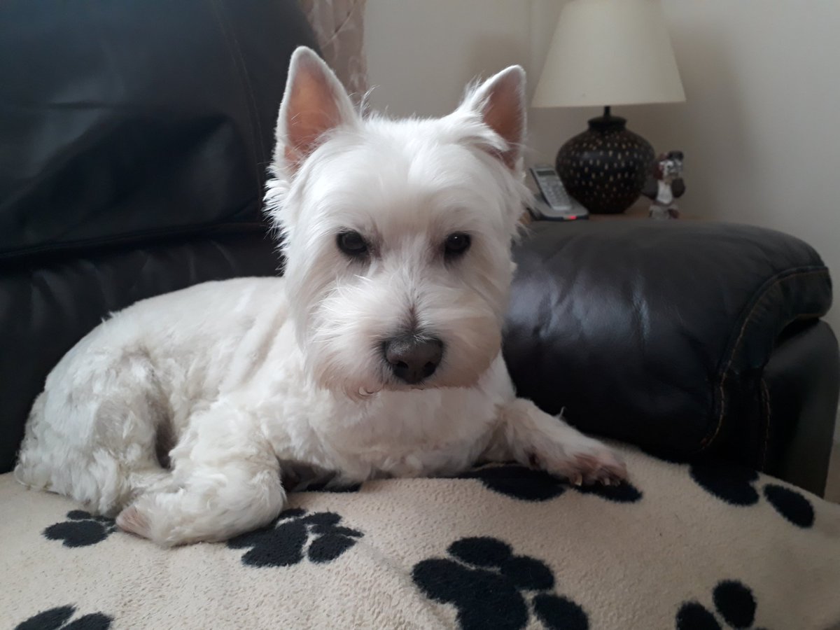 The just back from the groomers look.    #westiesoftwitter