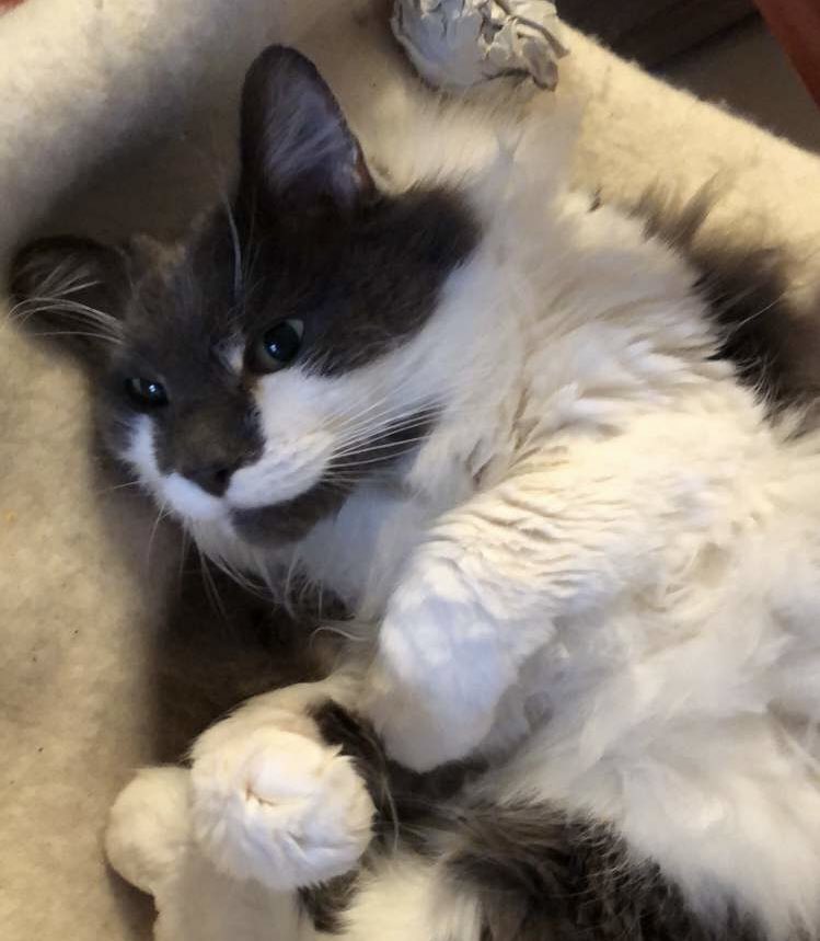 malyeene's tweet photo. @jessiepaege not exactly a dog, but look at my cat!! :)) https://t.co/I4JmZTFiGD