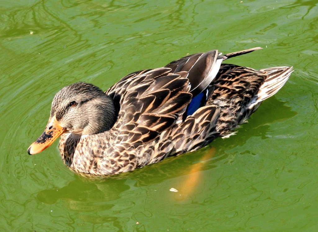 田中草男 この子は マガモだね じゃあ向こうの茶色い子がカルガモかなと思ったらマガモのメスなんだ 少しややこしい マガモのオスはおしりカールしててかわいい