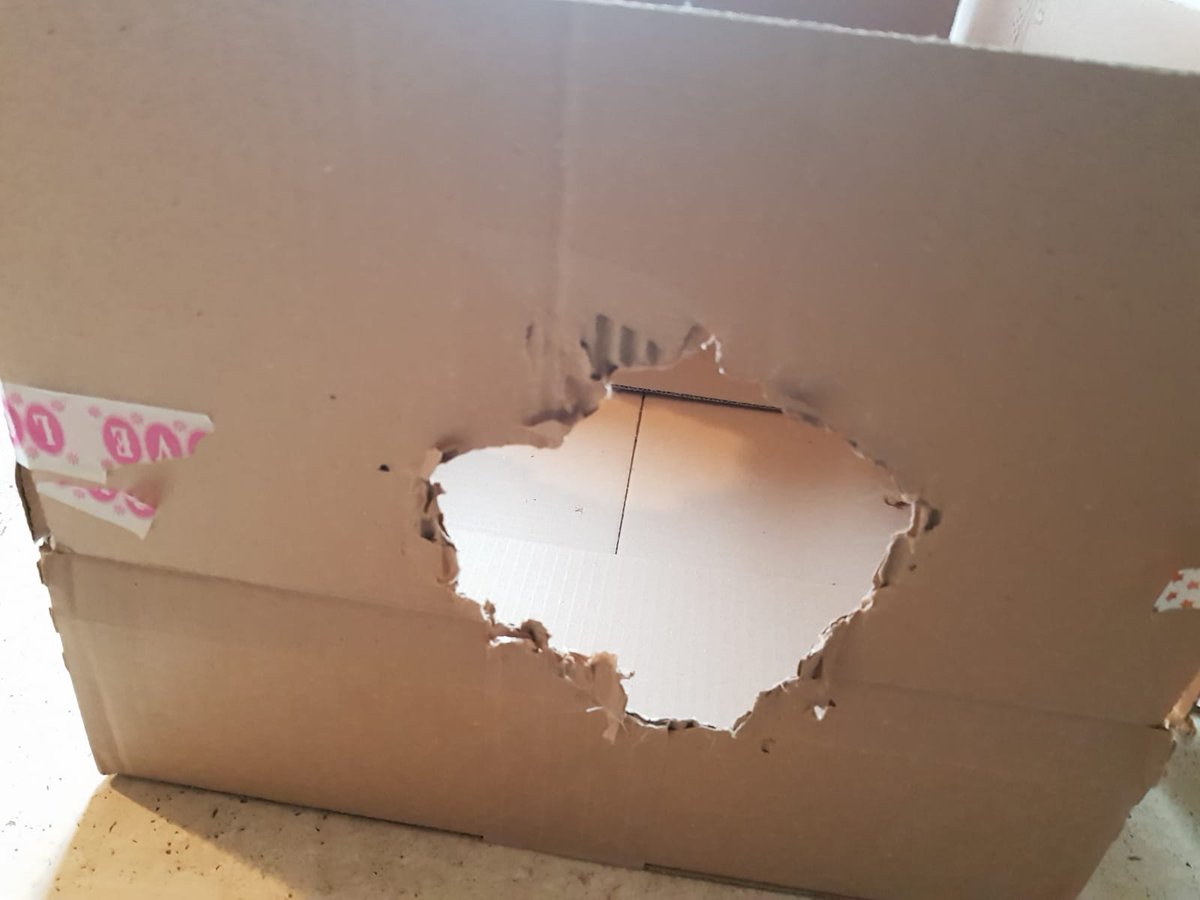morfindotio's tweet photo. Random Marketing Lesson. My kids built this "house" for the cat. I said no way the cat will be interested in the exceptionally ugly hole in the cardboard.The cat loved it. It was an amazing value proposition for a cat.We promise https://t.co/QUuUCf8lvy BETA looks better.Any cats? https://t.co/pf8FNuTus8