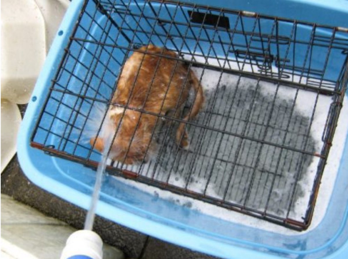 Black Cats 大矢誠と生き物苦手板の住人達 動物愛護法改正 T Co Ps22fwmdpz 動物虐待犯に厳罰を 署名の締切は2月日 水 です 皆様のご協力をお願いします この猫達を目を見て下さい 許すな水おじ 虐待者は永久監視 Black Cats 大矢誠と生き物苦手板の住人達 動物愛護法改正 T Co Ps22fwmdpz 動物虐待犯に厳罰を 署名の締切は2月日 水 です 皆様のご協力をお願いします この猫達を目を見て下さい 許すな水おじ 虐待者は永久監視