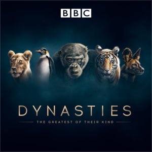 Painted Wolf by BBC Dynasties is now available on iTunes and Apple TV. Amazing story filmed right here in #Zimbabwe with Nick and Des Murray of ⁦<a href="/PW_Conservancy/">Bushlife Painted Wolf Conservancy</a>⁩.  itunes.apple.com/us/tv-season/p… #paintedwolf #proudlyzimbabwean