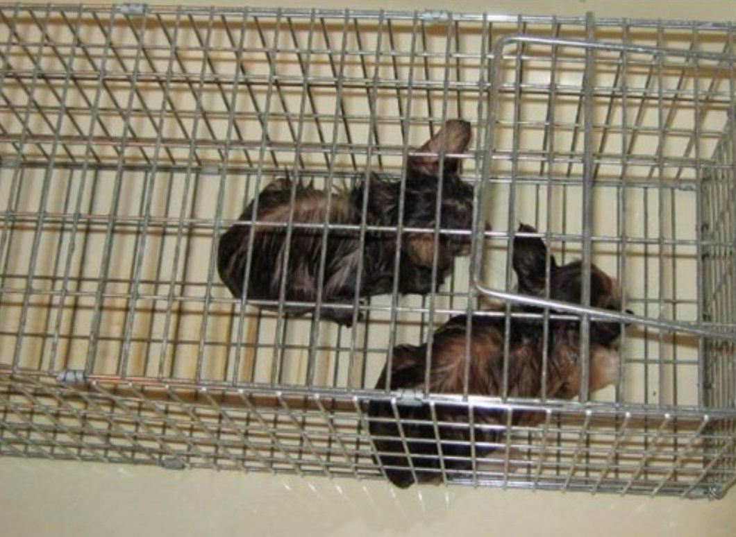 Black Cats 大矢誠と生き物苦手板の住人達 動物愛護法改正 動物虐待犯に厳罰を 水おじ Black Cats 大矢誠と生き物苦手板の住人達 動物愛護法改正 動物虐待犯に厳罰を 水おじ