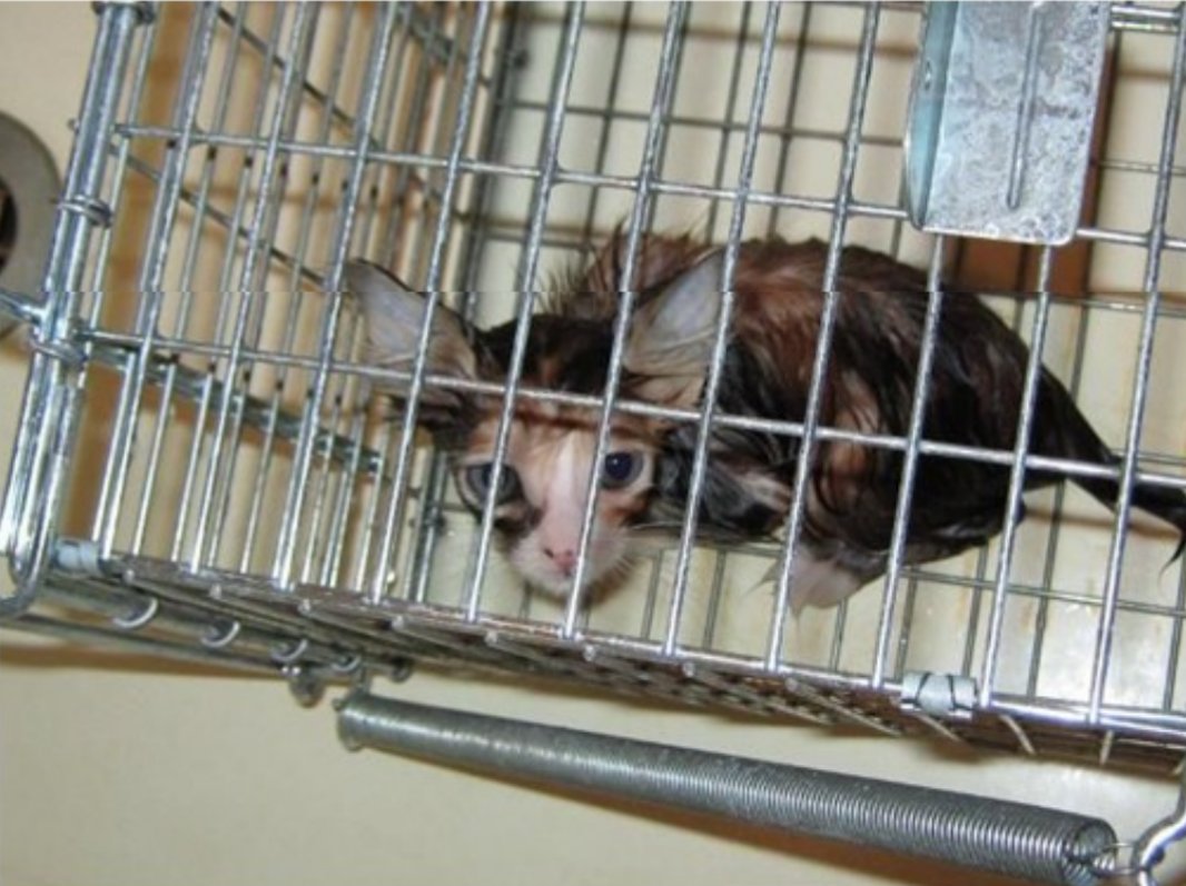 Black Cats 大矢誠と生き物苦手板の住人達 Twitterren 動物愛護法改正 動物虐待犯に厳罰を 水おじ Black Cats 大矢誠と生き物苦手板の住人達 Twitterren 動物愛護法改正 動物虐待犯に厳罰を 水おじ