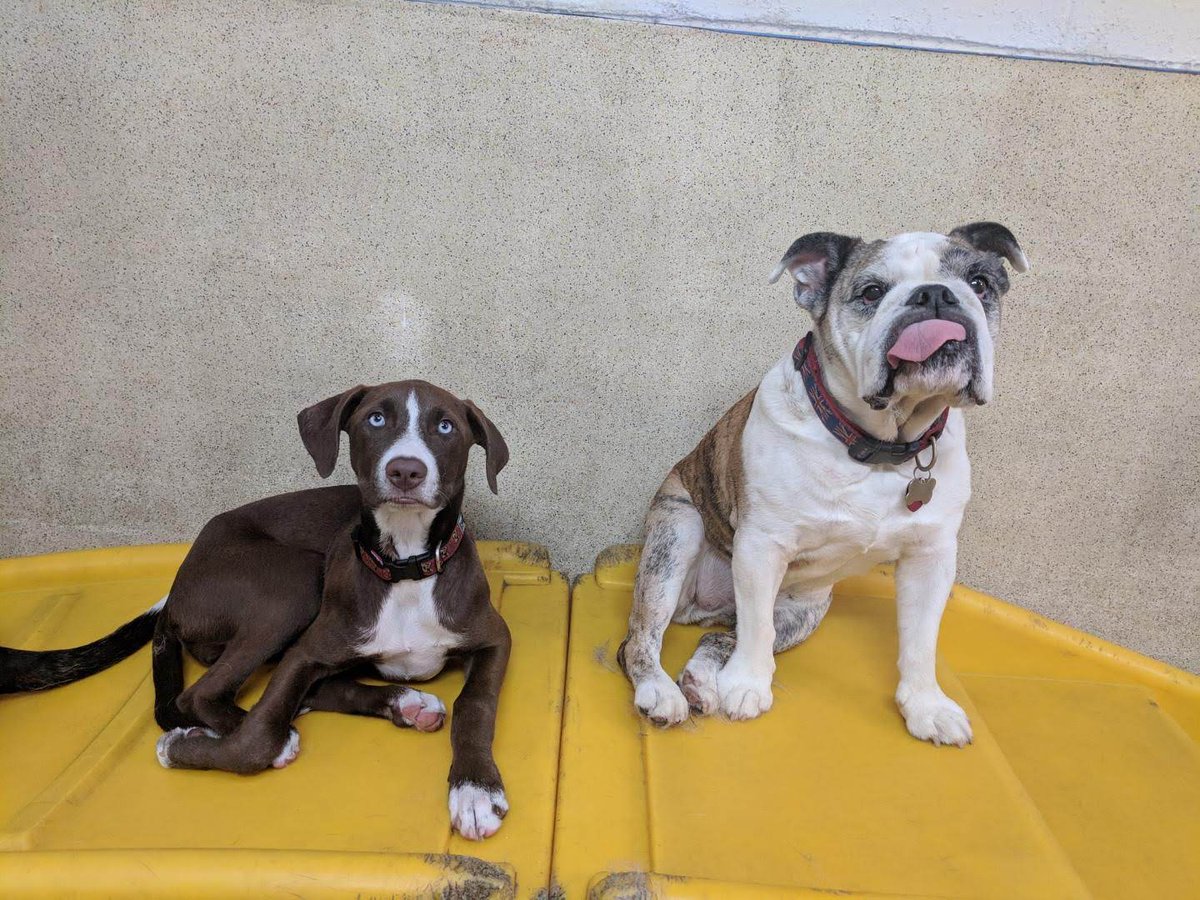 JoJo &amp; Sophie @AmyFreeze7 #bigdogsunday