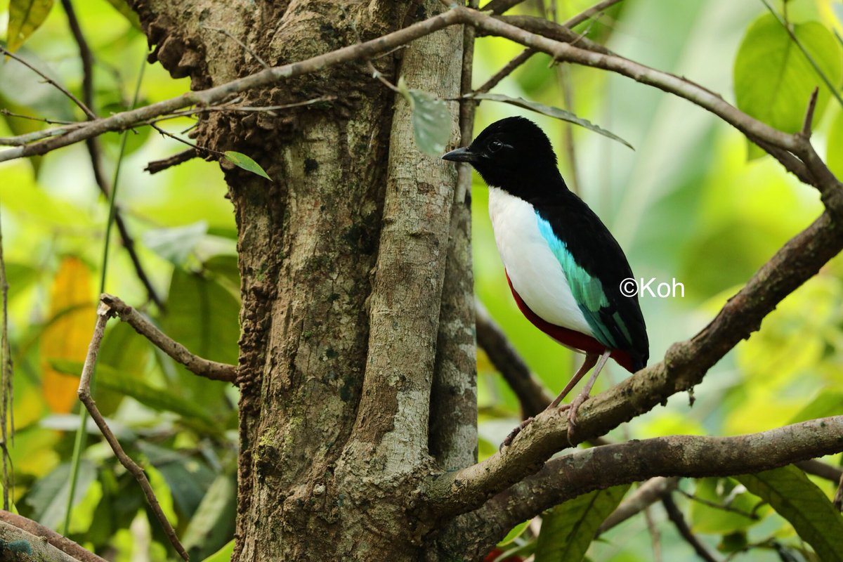3度目のハルマヘラにして、ようやくまとも(?)な写真が撮れたIvory-breasted Pitta！
立てばペンギン、伏せれば見えない、跳ねる姿はやはりペンギン、な圧倒的存在感のオオヤイロチョウでした。