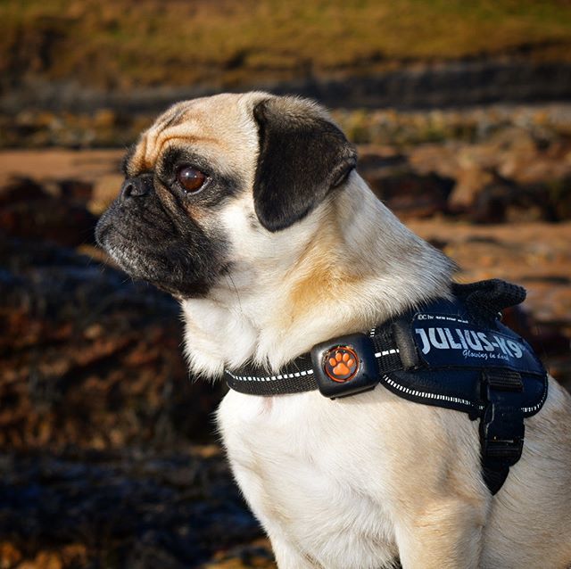 Close-up time #pugsproud_feature #puglove #pugsofinstagram #eyes #closeup #model #nature #seaside #pug #pug_feature #puglover #dog #dogsofinstagram bit.ly/2SEu7Al